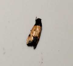 Tyrolimnas anthraconesa