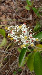 Miconia stenostachya