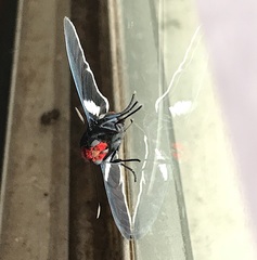 Pyrrhopyge zenodorus