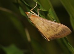Crypsiptya coclesalis