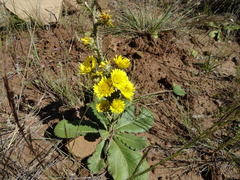 Berkheya rhapontica