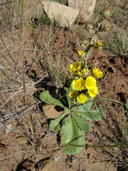 Berkheya rhapontica