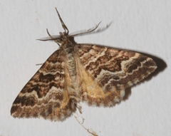 Chrysolarentia heliacaria