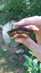 Rhinoclemmys pulcherrima rogerbarbouri