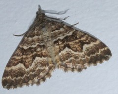 Chrysolarentia heliacaria