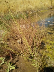 Verbascum heterophyllum