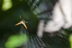 Micrathena militaris