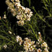 Adenostoma sparsifolium - Photo (c) Wayfinder_73, osa oikeuksista pidätetään (CC BY-NC-ND)