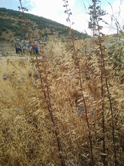 Scrophularia rubricaulis