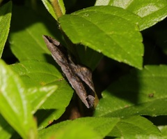 Bastilla amygdalis
