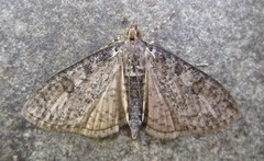 Palpita aenescentalis