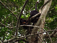 Alouatta belzebul