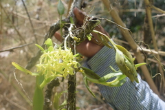 Epidendrum melistagum