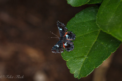 Calydna sturnula
