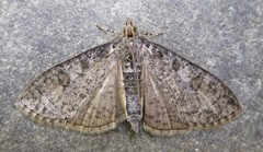 Palpita aenescentalis
