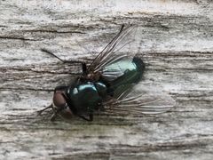 Protophormia terraenovae