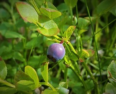 Vaccinium myrtillus