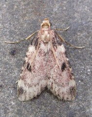 Aglossa costiferalis