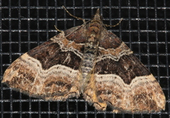 Chrysolarentia lucidulata