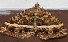 Chrysolarentia vicissata