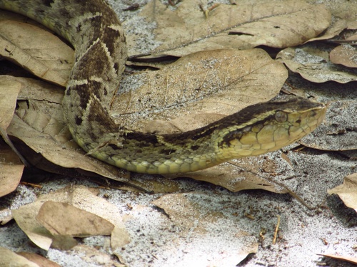 Photo of a Whitetail Lancehead (Bothrops leucurus)