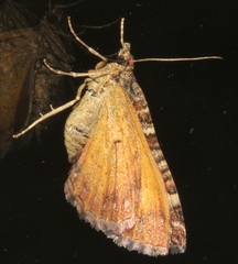 Chrysolarentia vicissata