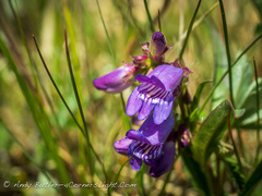 Penstemon hallii