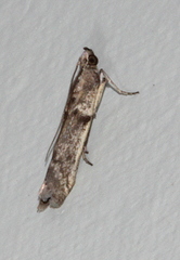 Cryptoblabes hemigypsa
