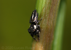Dendryphantes mordax