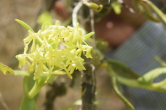 Epidendrum melistagum