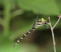 Cordulegaster erronea