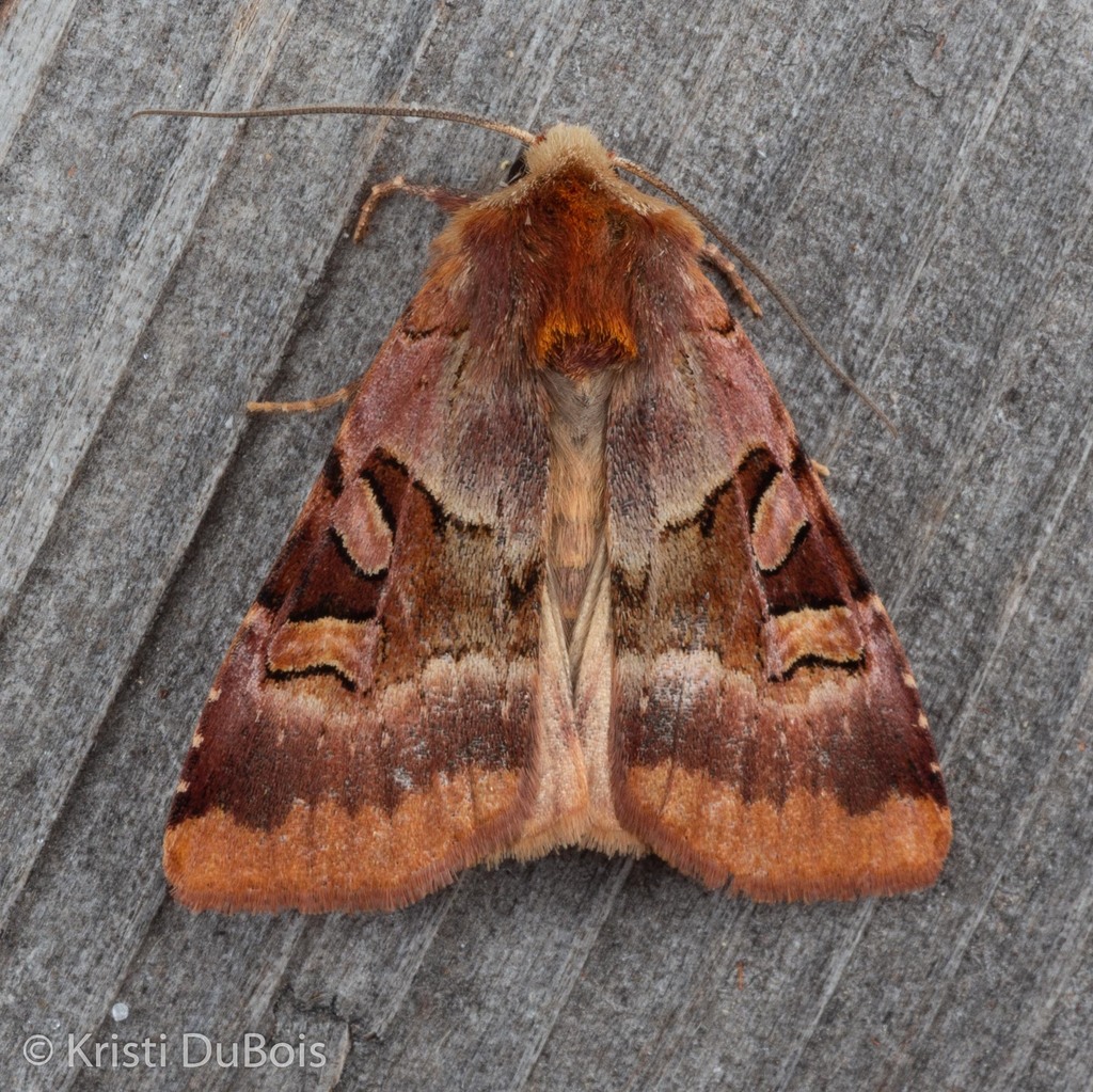 Ruby Dart