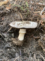 Agaricus moronii