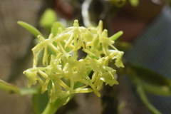 Epidendrum melistagum