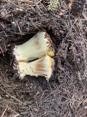 Cortinarius verrucisporus