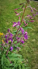 Chamaenerion angustifolium