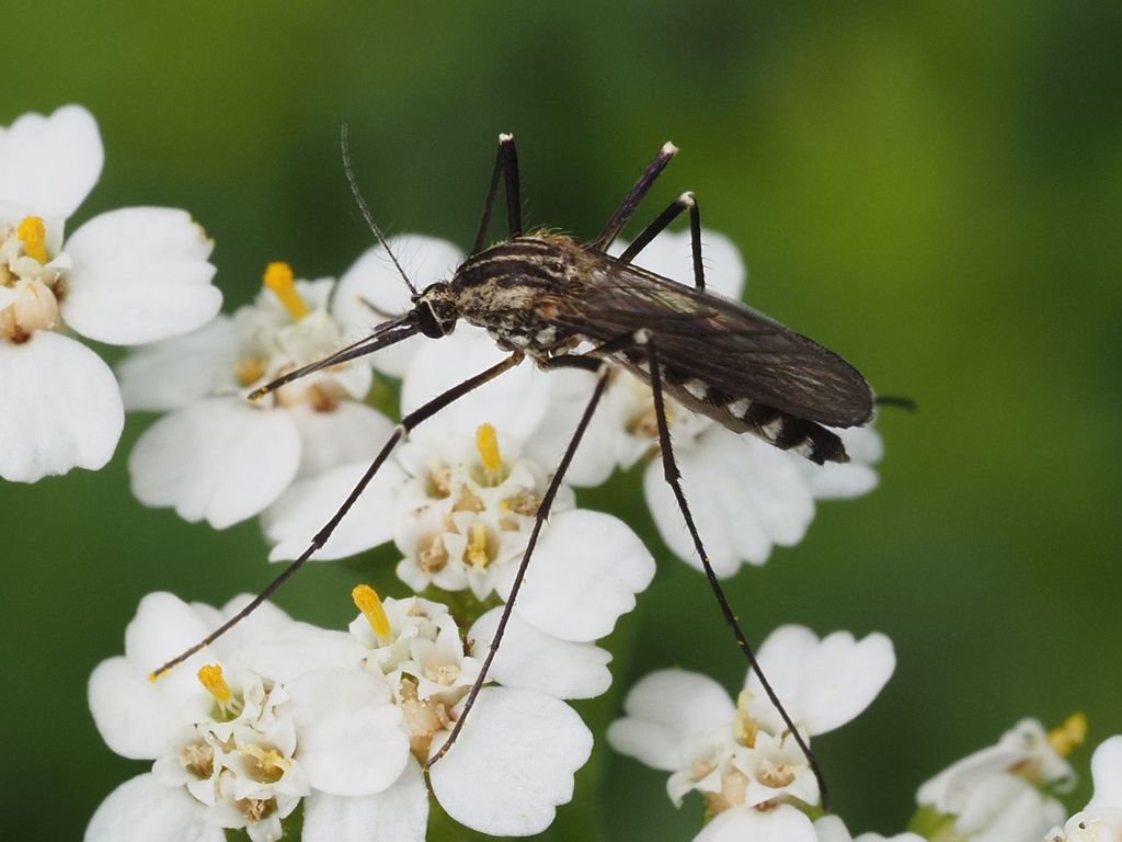 tree hole mosquito