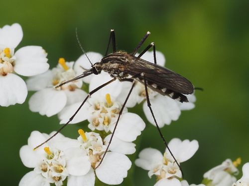 tree hole mosquito