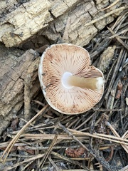 Pluteus orestes