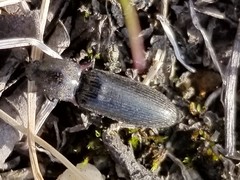 Acteniceromorphus umbricolus