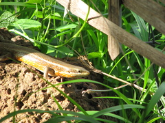 Trachylepis perrotetii