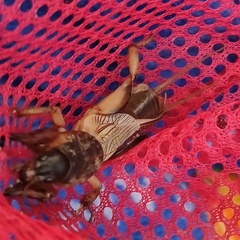 Gryllotalpa unispina