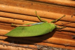 Zabalius ophthalmicus