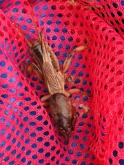 Gryllotalpa unispina