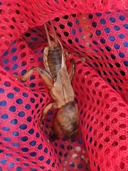 Gryllotalpa unispina