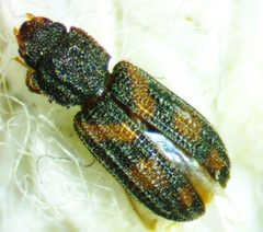 Bitoma quadriguttata