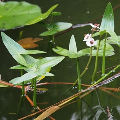 Sagittaria sagittifolia