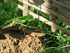 Trachylepis perrotetii