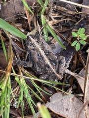 Anaxyrus terrestris