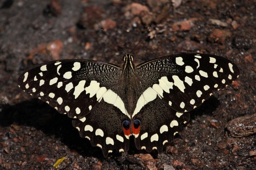 Citrus Swallowtail